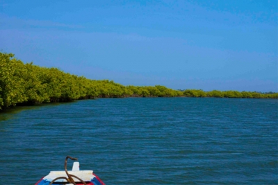 Au large du fleuve Saloum avec une superbe vue sur la verte mangrove touffue.