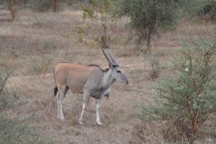 Antilope-dAfrique