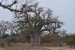 Baobab