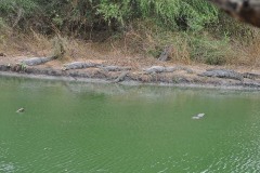 Crocodiles