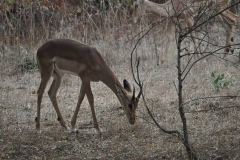 Gazelle