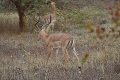 Gazelles