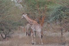 Giraffe