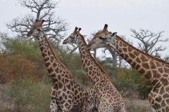 Giraffes