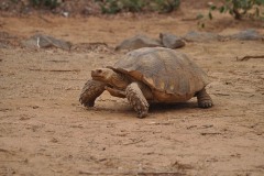 Tortue-